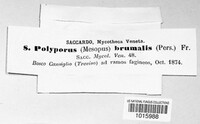 Lentinus brumalis image